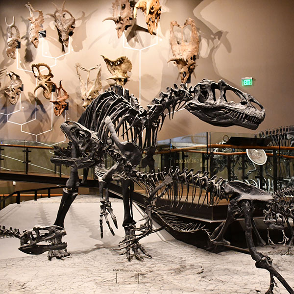 Natural History Museum